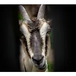 Farm stay Kozy I Roze *