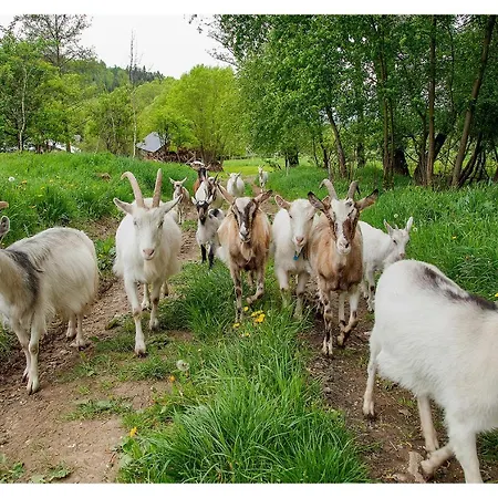 Kozy I Roze 팜스테이 *