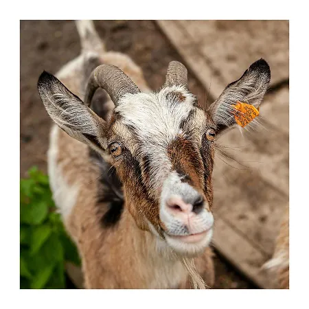 Kozy I Roze * Oldrzychowice Klodzkie