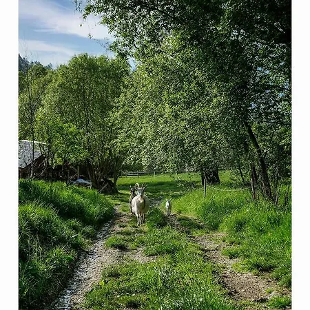 Kozy I Roze 팜스테이