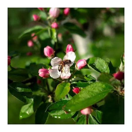 Kozy I Roze 팜스테이