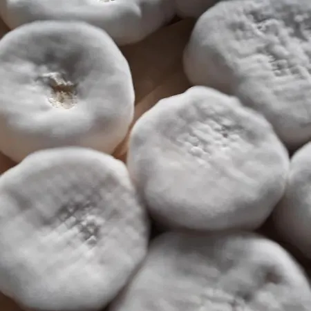 Kozy I Roze 팜스테이 *