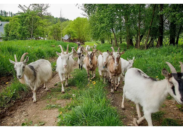 Kozy I Roze Farm stay *