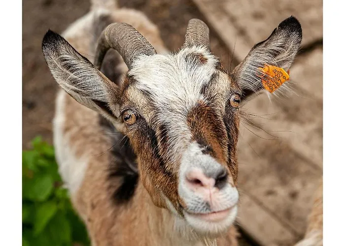 Kozy I Roze * Oldrzychowice Klodzkie