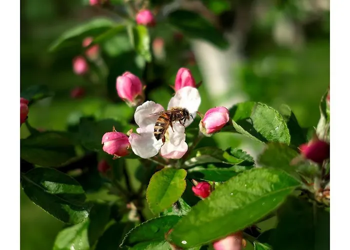 Kozy I Roze Vakantieboerderij