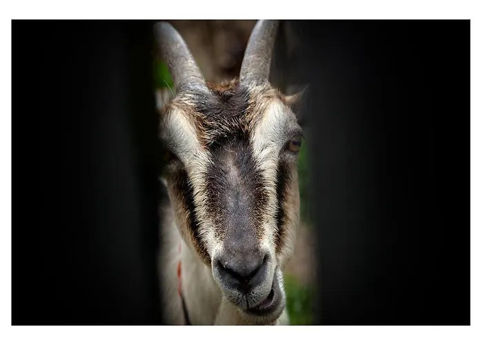 Farm stay Kozy I Roze *